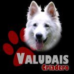 criadero-pastor-suizo-logo