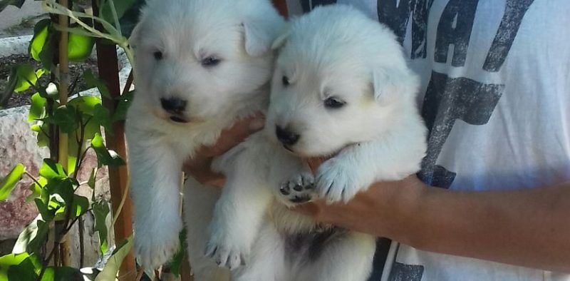 criadero-pastor-suizo-pareja-cachorros