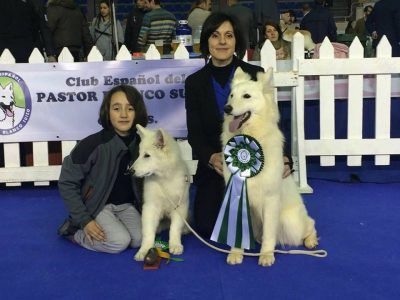 criadero-pastor-suizo-premio